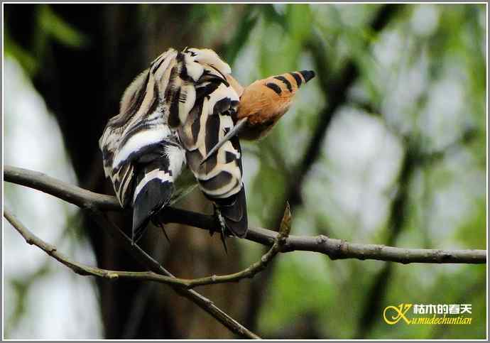 风情万种的鈥湸魇も澞瘛菊掌