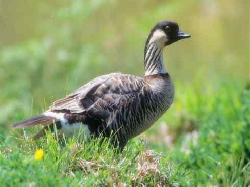 欣赏：美丽的雁