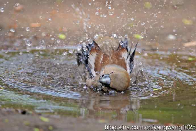 洗浴中的锡嘴雀（1）
