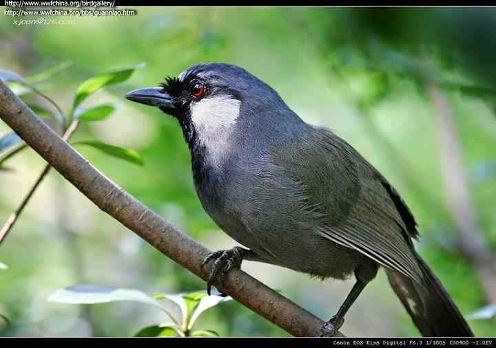 山胡鸟、珊瑚鸟(黑喉噪鹛)的叫声下载