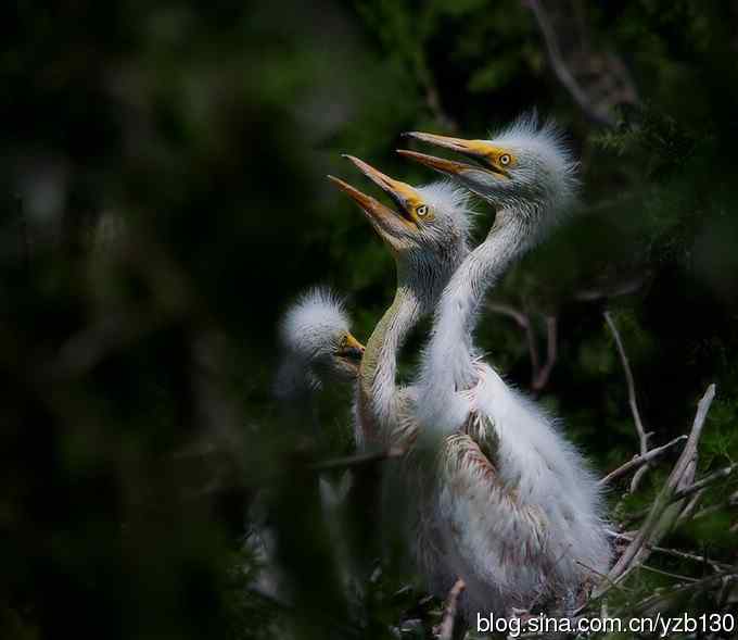 父母是天（组图，6张图片）