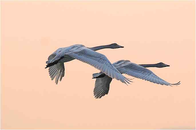  点击图片或使用键盘← →翻页