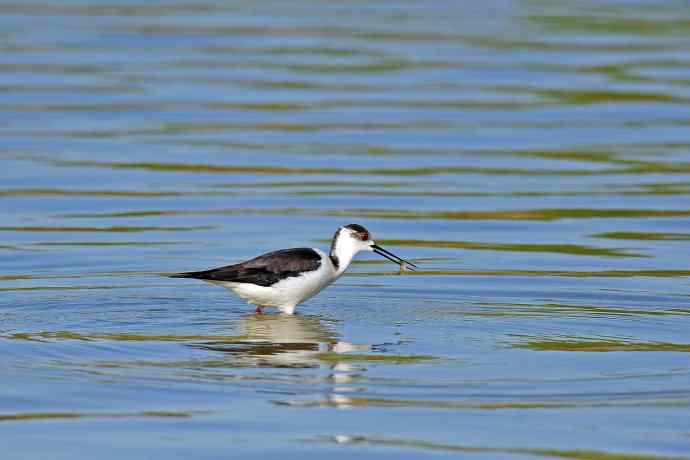 黑翅长脚鹬（5）