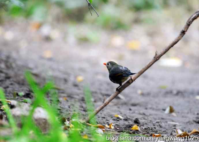 又遇相思鸟(1) 又遇相思鸟(1)