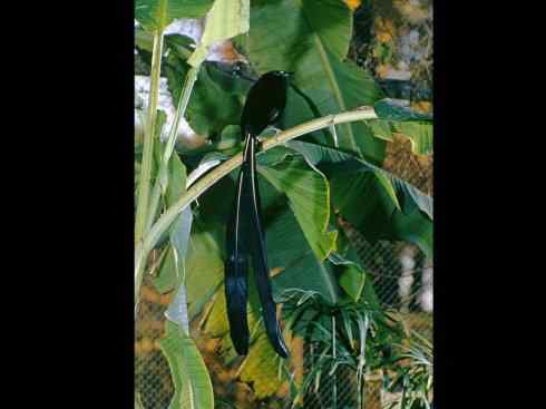 美丽无罪:雀鸟之极乐鸟 美丽无罪:雀鸟之极乐鸟