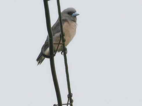 雀鸟也彪悍：空中精灵(燕鵙科)