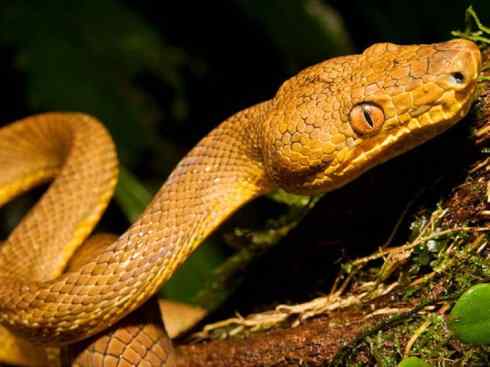 龙：传说的兽原型探秘（树蚺类）