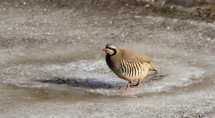 涧底有鸡鸣 wbr石上意踟躇