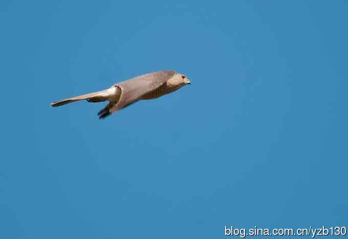 不小心拍到二级保护动物鈥斺敽侄ィㄗ橥迹8张图片）