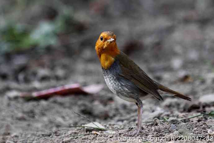 打鸟归来收获多多   (5）日本歌鸲