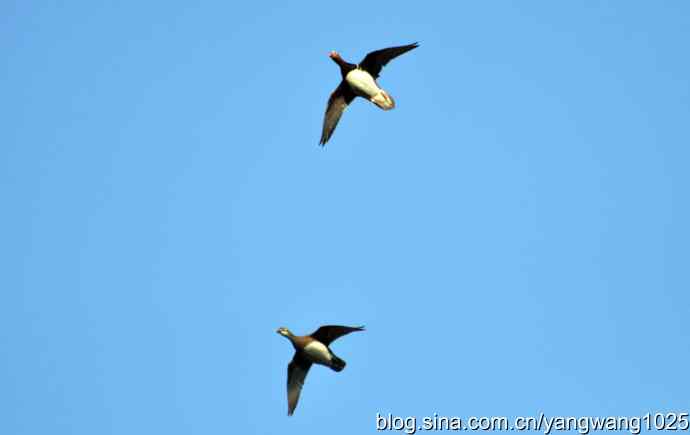 鸳鸯、斑头雁（抓拍）