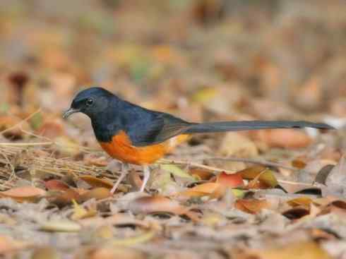 家禽驯化之源之二十五（绣眼鸟、鹊鸲四喜）