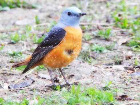 美丽无罪：雀鸟之矶鸫