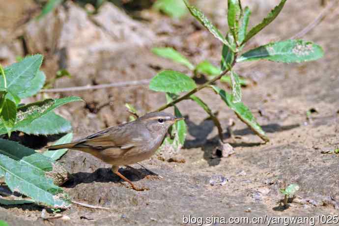 褐柳莺(9) 褐柳莺(9)