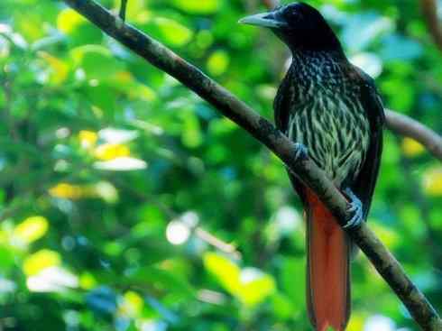 美丽无罪:雀鸟之朱鹂 美丽无罪:雀鸟之朱鹂