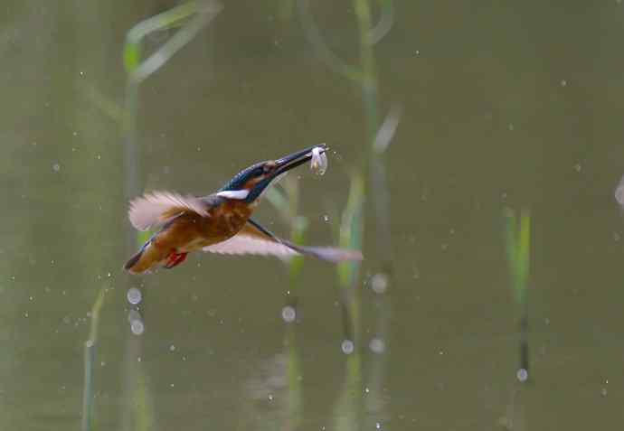 220.可爱小翠--飞姿图