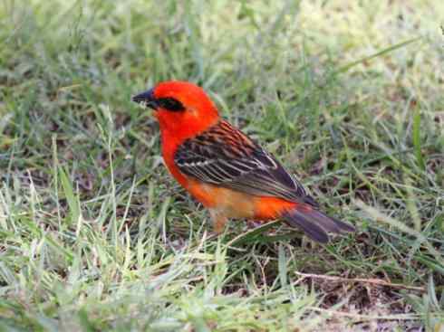 极品红色鸟类：红艳织雀