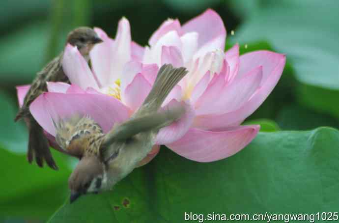 北京紫竹园公园的麻雀——抓拍瞬间