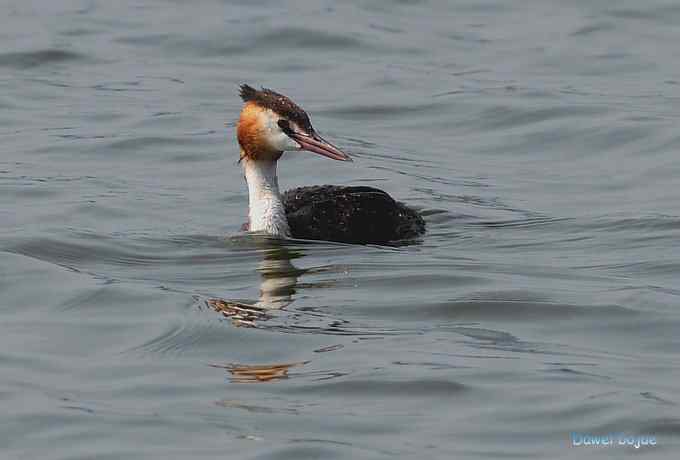 颐和园的凤头