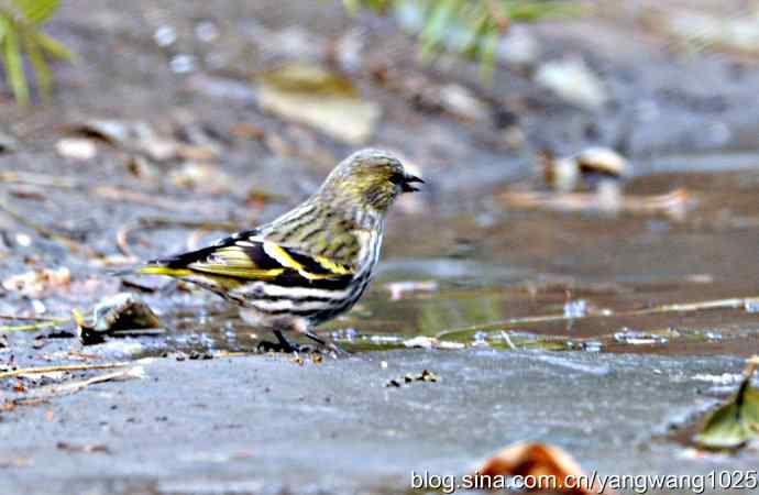 黄雀（雌性）