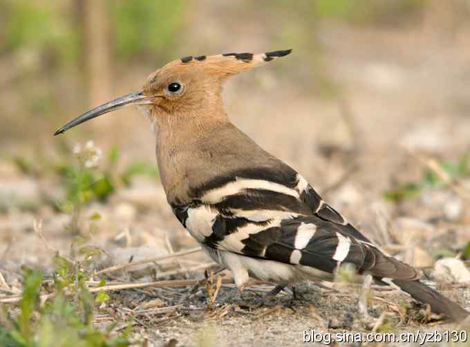 华阴戴胜弄风姿（组图）