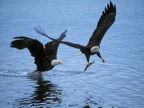 白头鸟系列:另类的美丽(白头海雕) 白头鸟系列:另类的美丽(白头海雕)