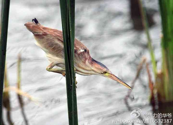 捕鱼达人——黄苇鳽