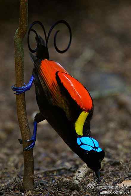 威尔逊极乐鸟，印度尼西亚特有种