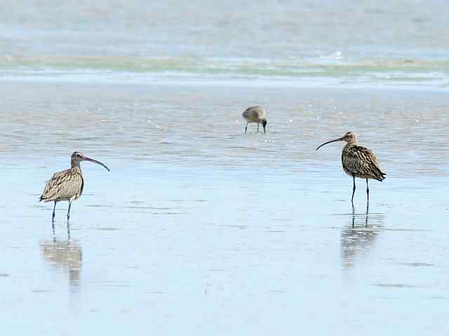 黄金海岸寻鹬 wbr赤土山桥赏鸟