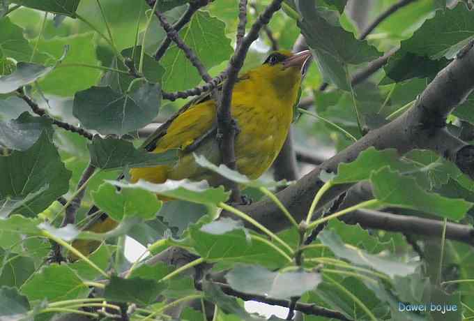 再拍:白眉.紫背和黄鹂 再拍:白眉.紫背和黄鹂