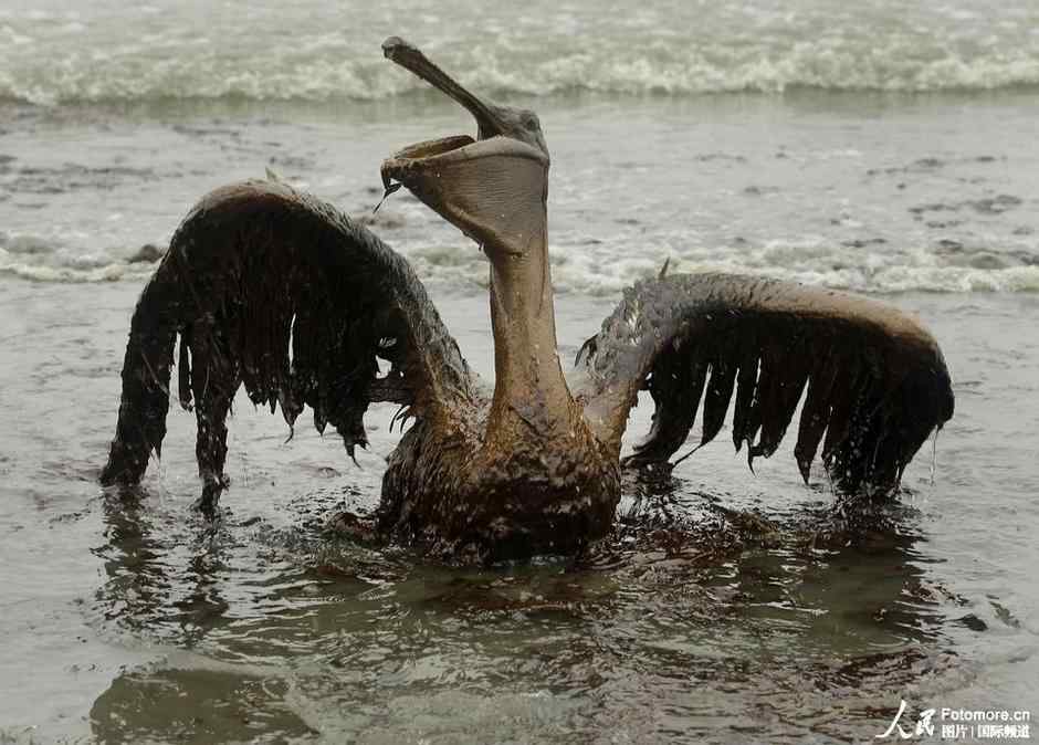 欧洲的海鸟保护