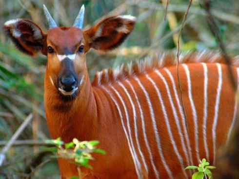 麒麟：传说的兽原型探秘（紫羚）