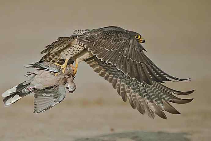 物竞天择 王者之风