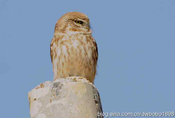 白河峡谷：鹮嘴儿小猫拍不够