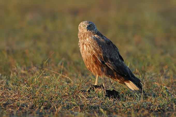 【新鸟】鹊鹞（雌）：野鸭湖之秋