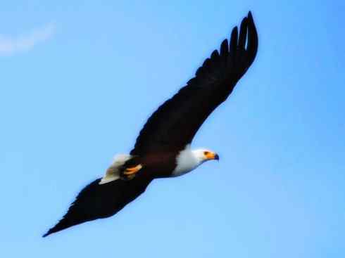 白头鸟系列:另类的美丽(吼海雕) 白头鸟系列:另类的美丽(吼海雕)