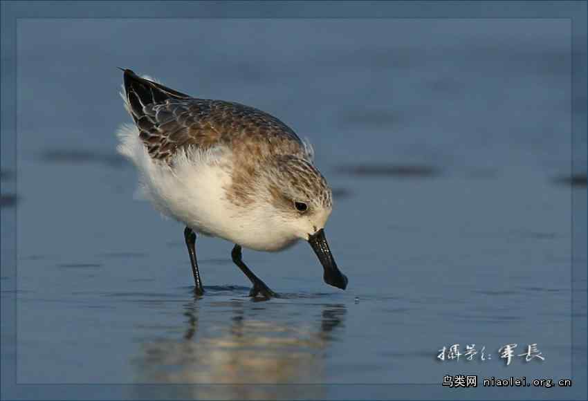 闽江口湿地勺嘴鹬