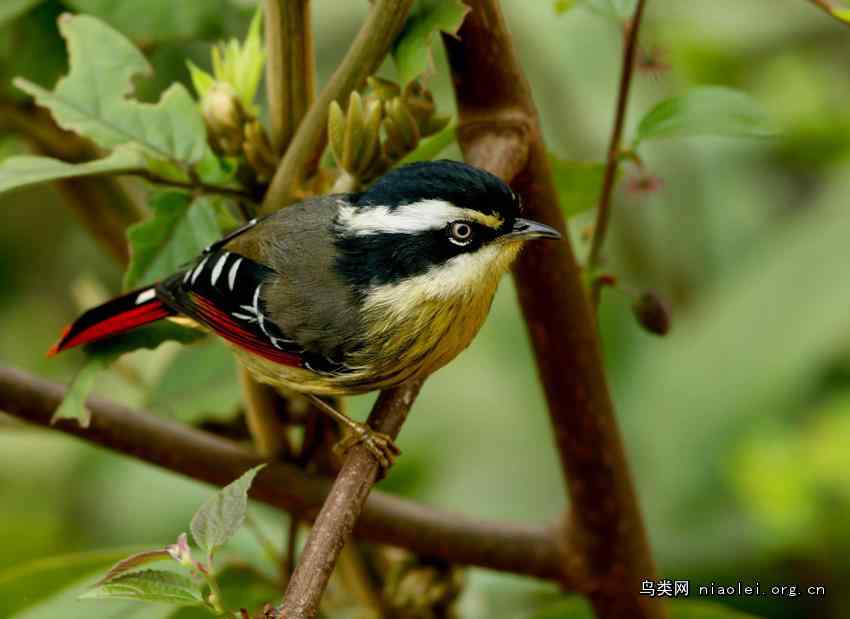 火尾希鹛 三色王子