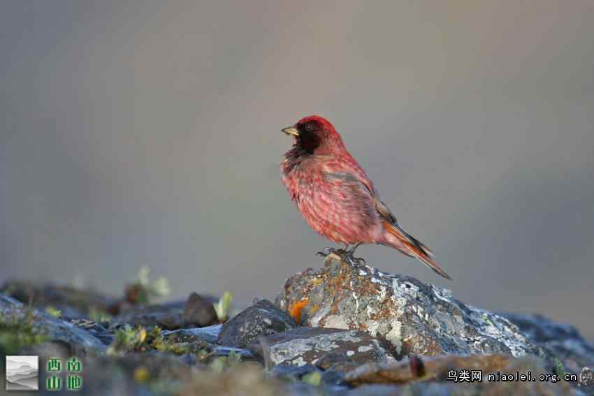 藏雀 青海鄂拉山