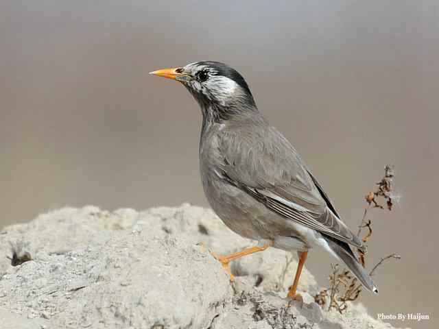 野鸭湖拍摄纪实(黄头鹡鸰及其它) 野鸭湖拍摄纪实(黄头鹡鸰及其它)