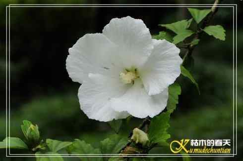 秋天-花-鸟【照片】