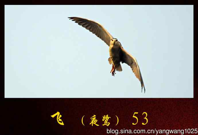 飞（夜鹭）53