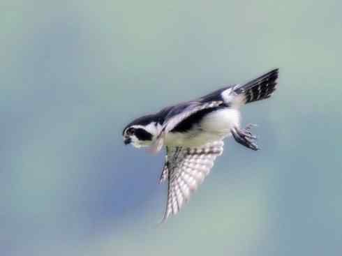 鸟类之最：小隼