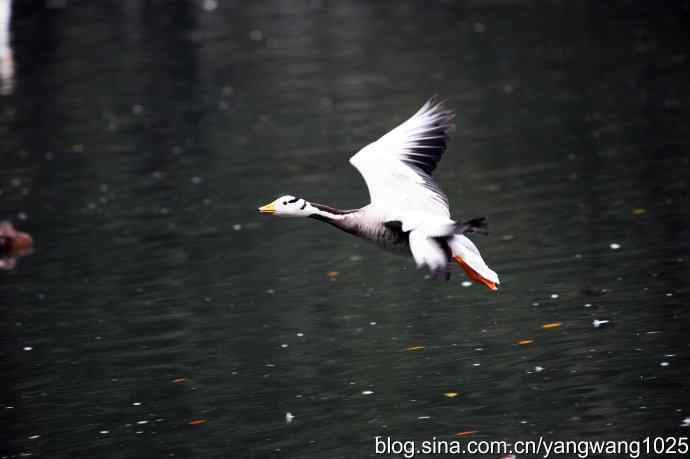 斑头雁（抓拍）2