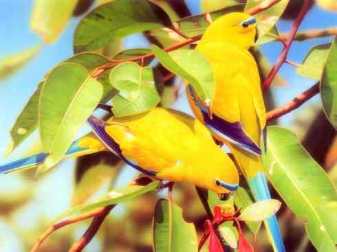 家禽驯化之源之七