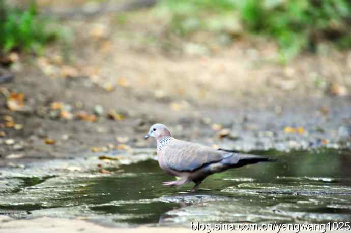 珠颈斑鸠（随拍）1