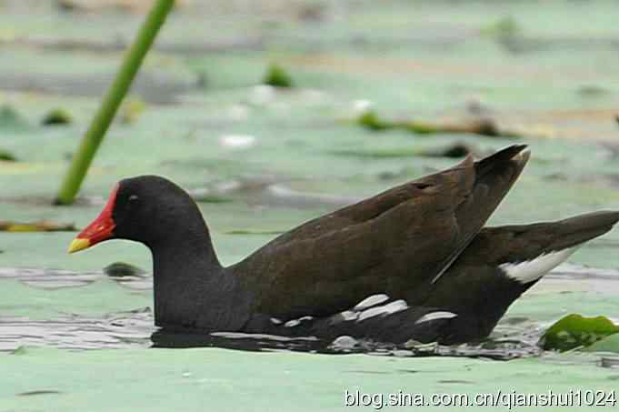 喜拍黑水鸡(奥体公园)