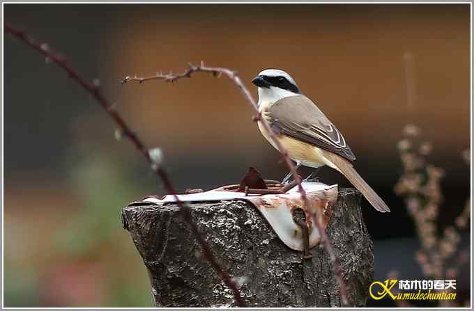 红尾伯劳一组【照片】