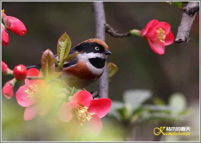 春天的“红头”与“灰喉”【照片】