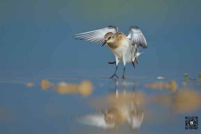 一组野鸭湖的鸻(heng)鹬(yu)类鸟
